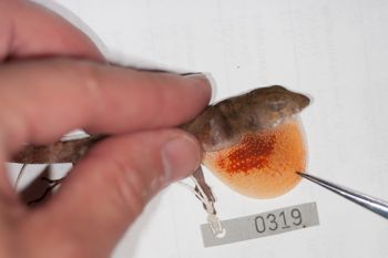 Media type: image;   Herpetology R-186209